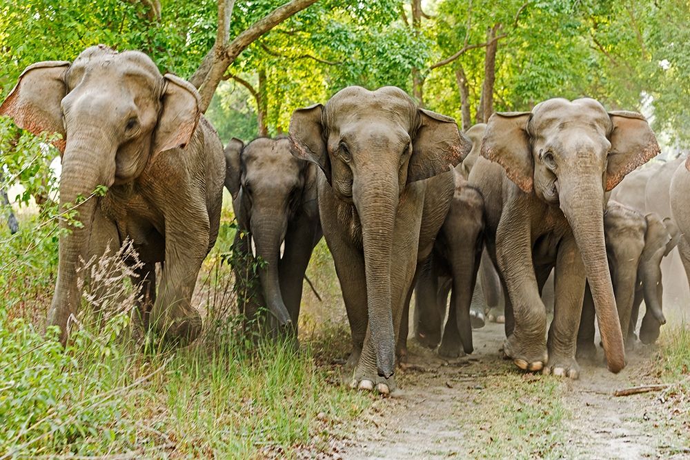 Asian Elephant Family in the Sal Forest Corbett National Park-India art print by Jagdeep Rajput for $57.95 CAD